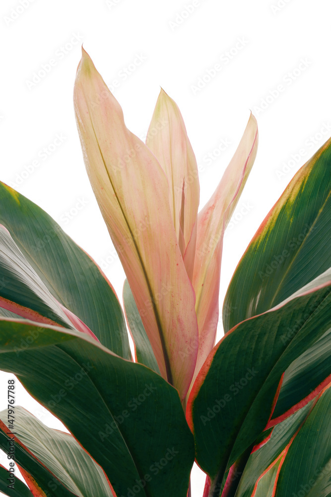 Fototapeta premium Pink and green multicolor leaves of Ti plant or Cordyline tropical foliage plant nature leaves pattern on white background.