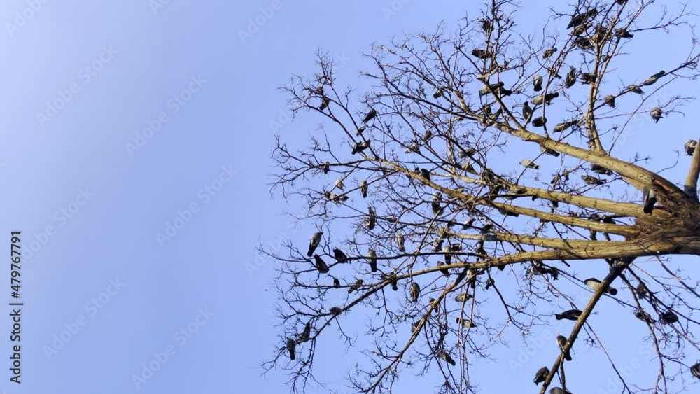 Animal Bird Pigeons on Dry Tree