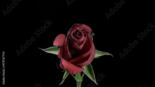 Dead flower - withering red rose isolated on black background