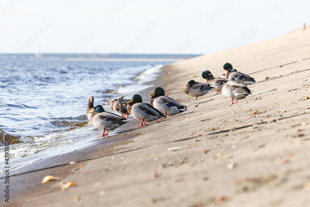 A group of ducks standing on concrete blocks near river. A group of ducks standing on concrete blocks near river.