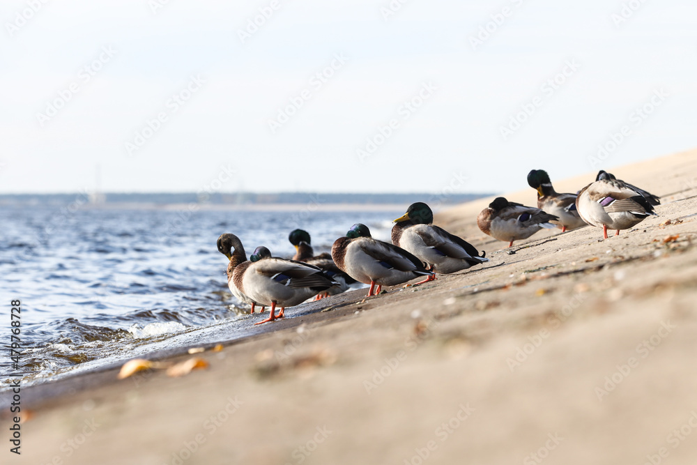 Fototapeta premium A group of ducks standing on concrete blocks near river.