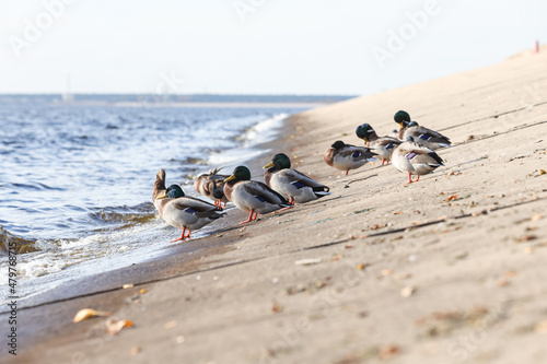 A group of ducks standing on concrete blocks near river.