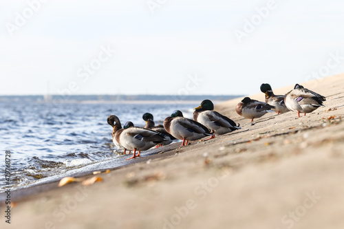 A group of ducks standing on concrete blocks near river.