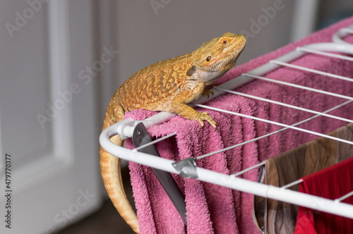 Portrait of bearded dragon (pogona vitticeps) exploring the house and being pet photo