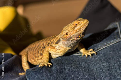 Portrait of bearded dragon (pogona vitticeps) exploring the house and being pet