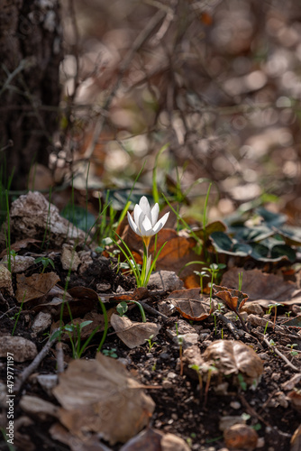 Delicate white and yellow winter Crocus in the woodlands near Kiryat Tivon in Israel 
