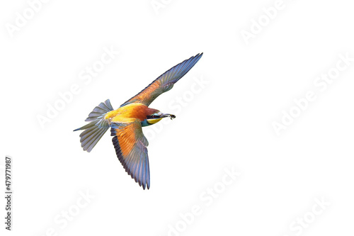 Bee Eater Flying and Isolated on White Background