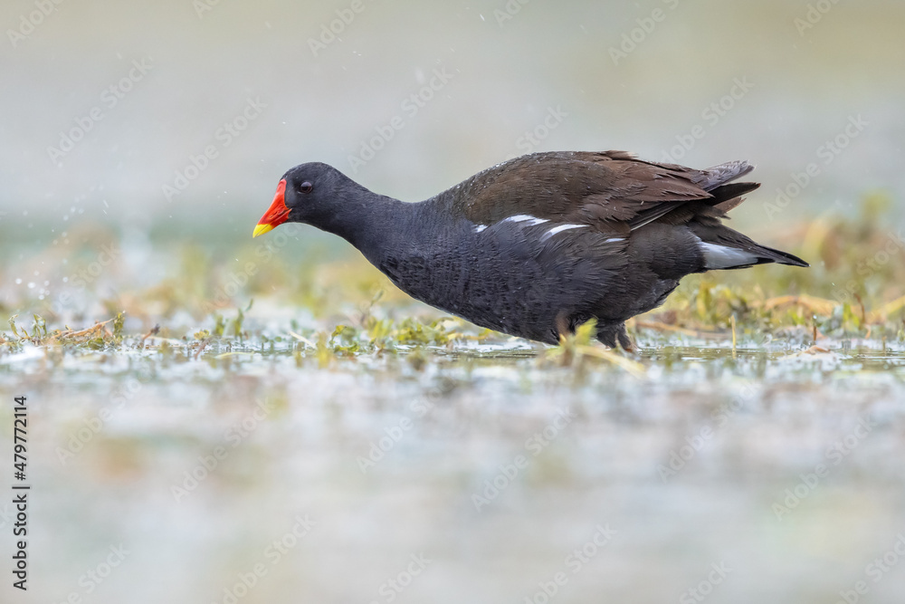 Common Moorhen running on bank Common Moorhen running on bank