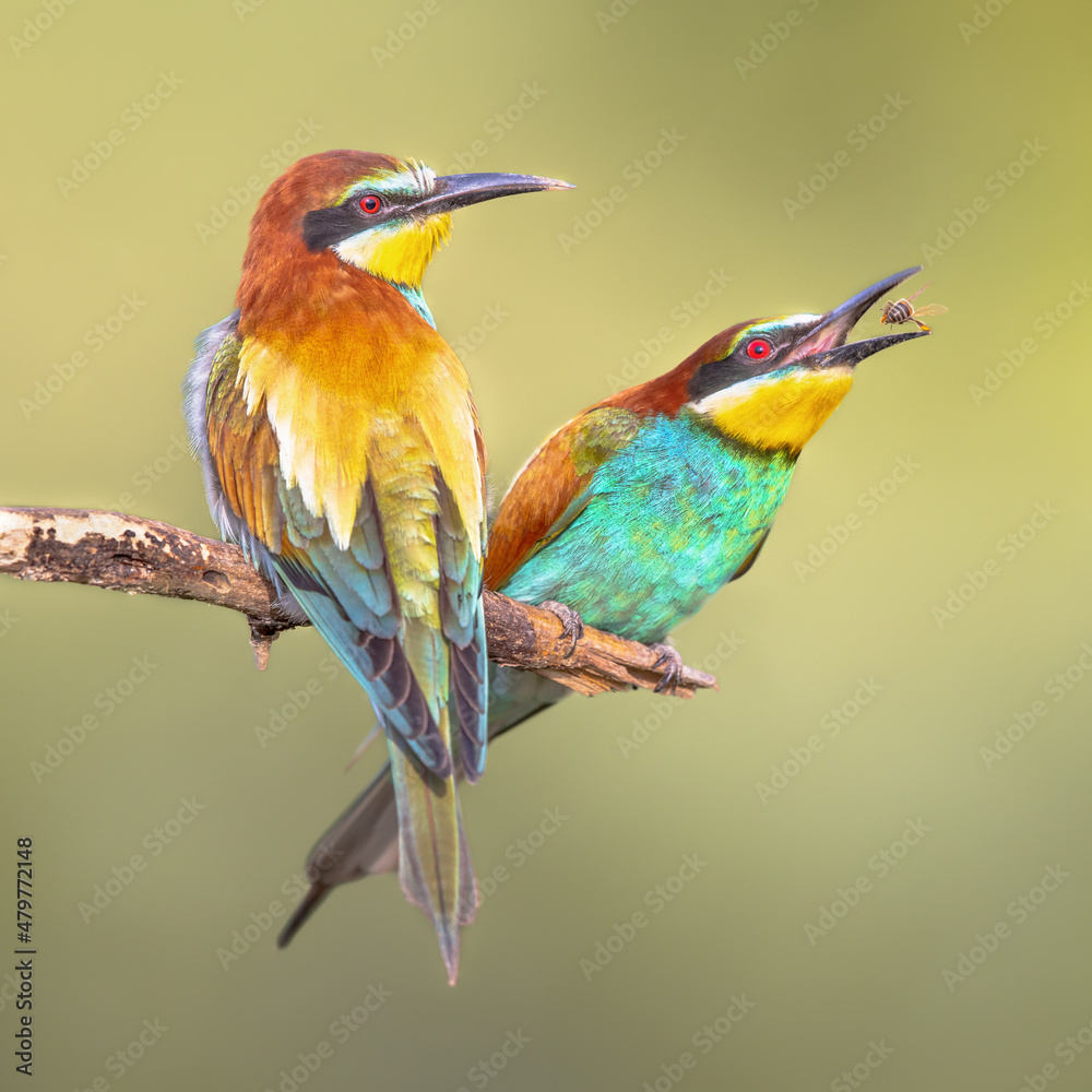 Fototapeta premium Couple of European Bee Eater perched on branch