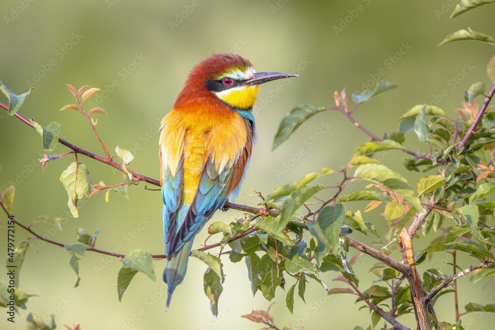 Obraz premium European Bee Eater perched on Branch