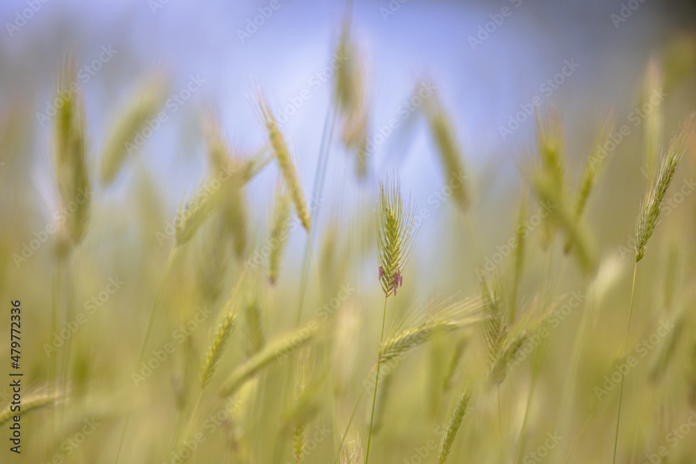 Grass ear Abstract Background in spring Grass ear Abstract Background in spring