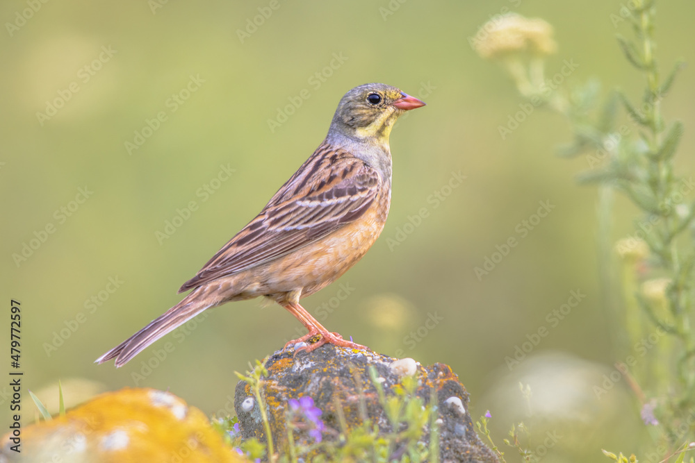 Fototapeta premium Ortolan Bunting Perched in Stone