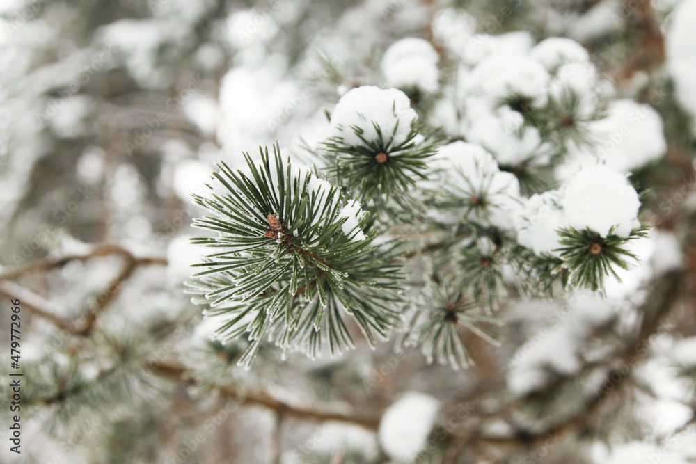 Snow-covered branches of pines or firs, covered with frost. Frosts and cold snap, the first snow and frost. Blurred natural winter background with fir branches