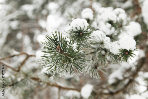 Snow-covered branches of pines or firs, covered with frost. Frosts and cold snap, the first snow and frost. Blurred natural winter background with fir branches © Maria D