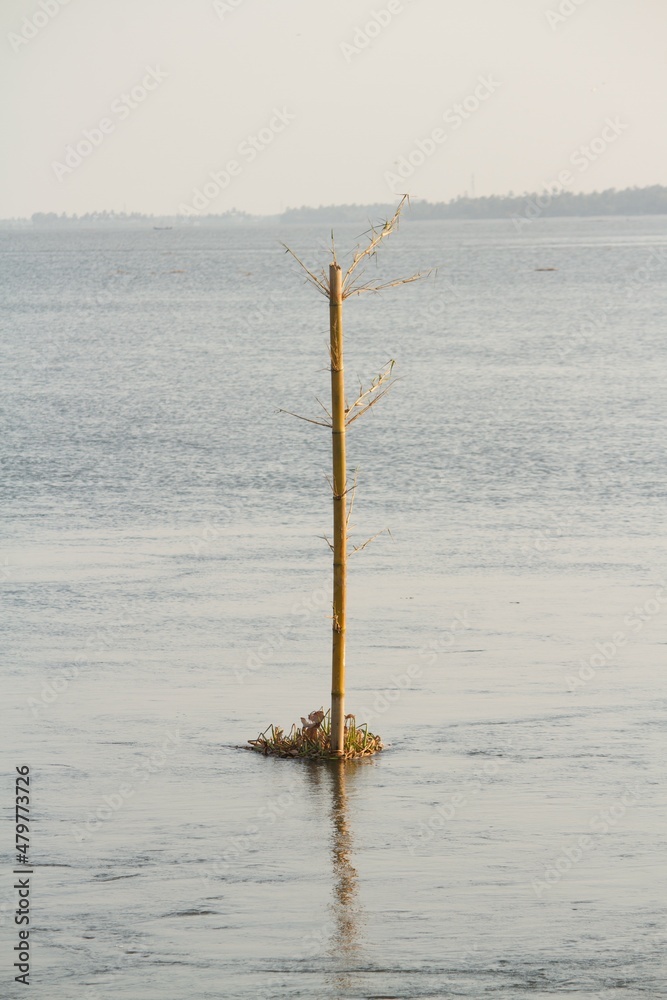 Bamboo grown in the lake