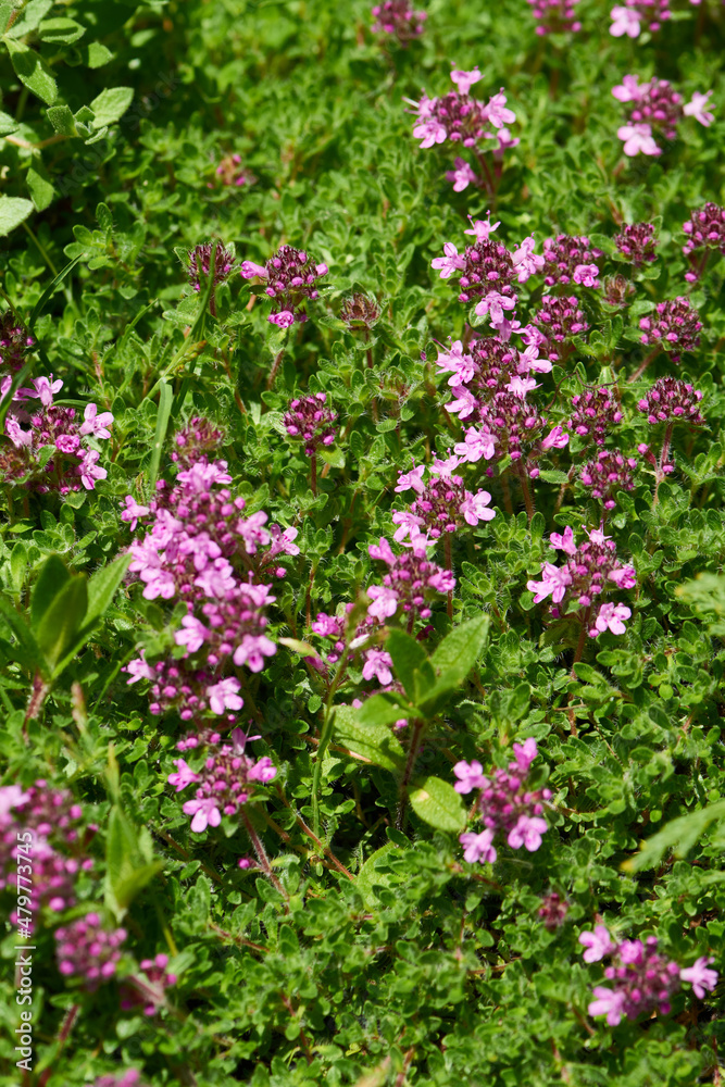 Feld-Thymian als Bodendeckerpflanze Feld-Thymian als Bodendeckerpflanze