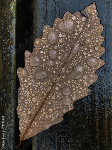 Fototapeta Naklejka Na Ścianę i Meble -  leaf with dew