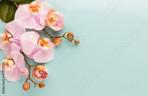 Photographie Pink orchid theme objects on pastel background.
