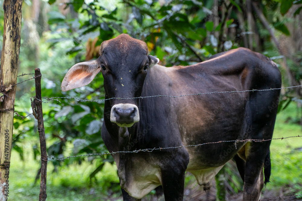 Tiere. Ecuador. Natur. Kühe