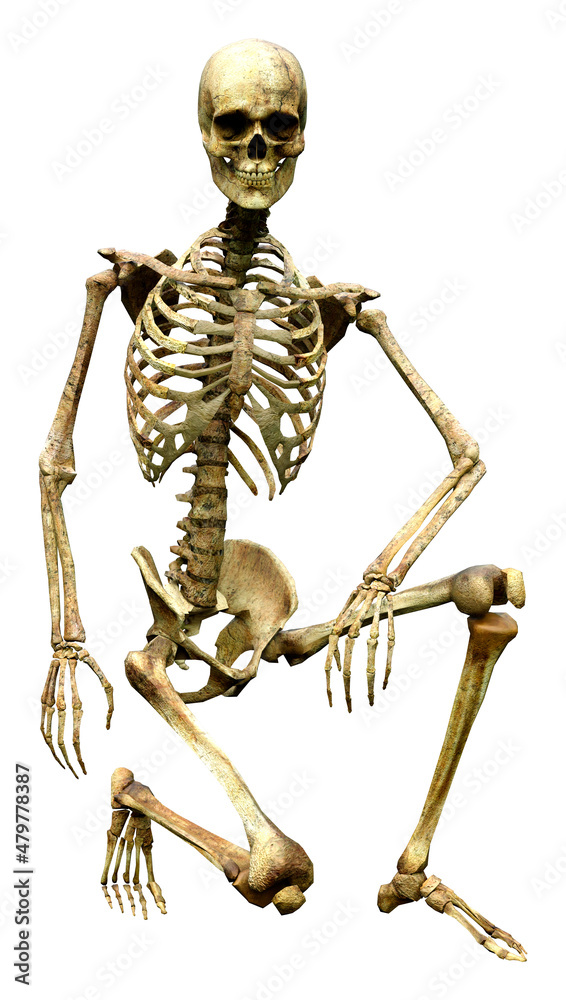 3D Rendering Human Skeleton on White 3D Rendering Human Skeleton on White