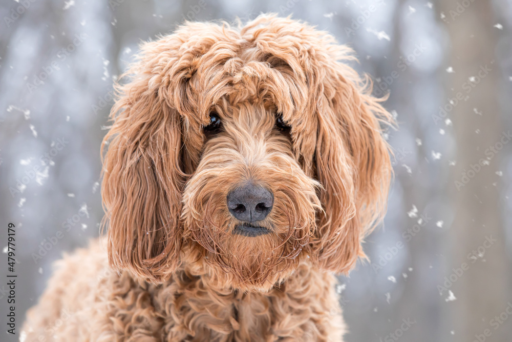 Fototapeta premium Dreamy closeup portrait of young brown golden doodle dog in the snow filled forest