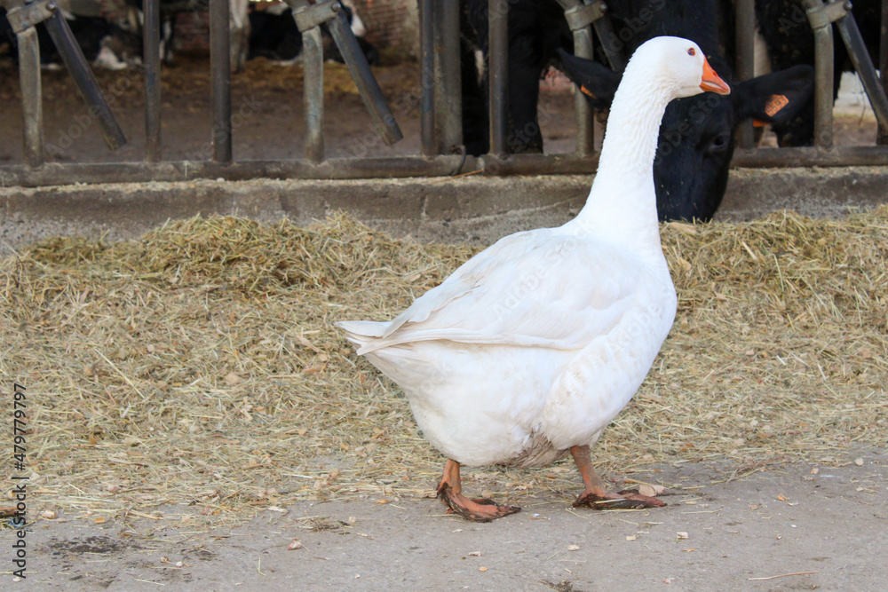Oca anatidae che cammina con paglia Oca anatidae che cammina con paglia