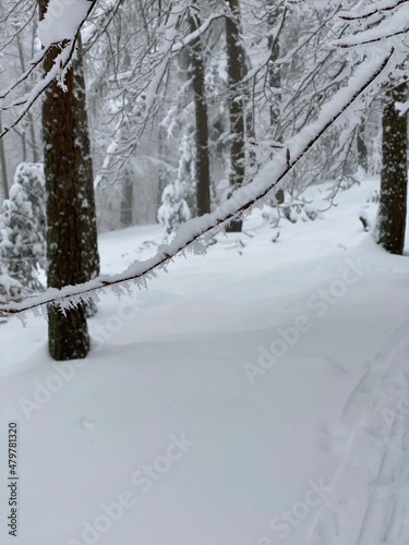 snow covered trees