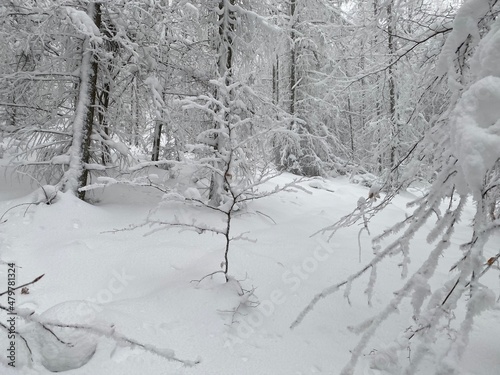 snow covered trees