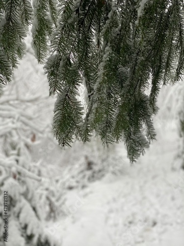 tree in snow