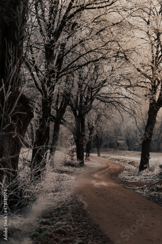 Frozen trees beside a narrow road on a cold winter day
