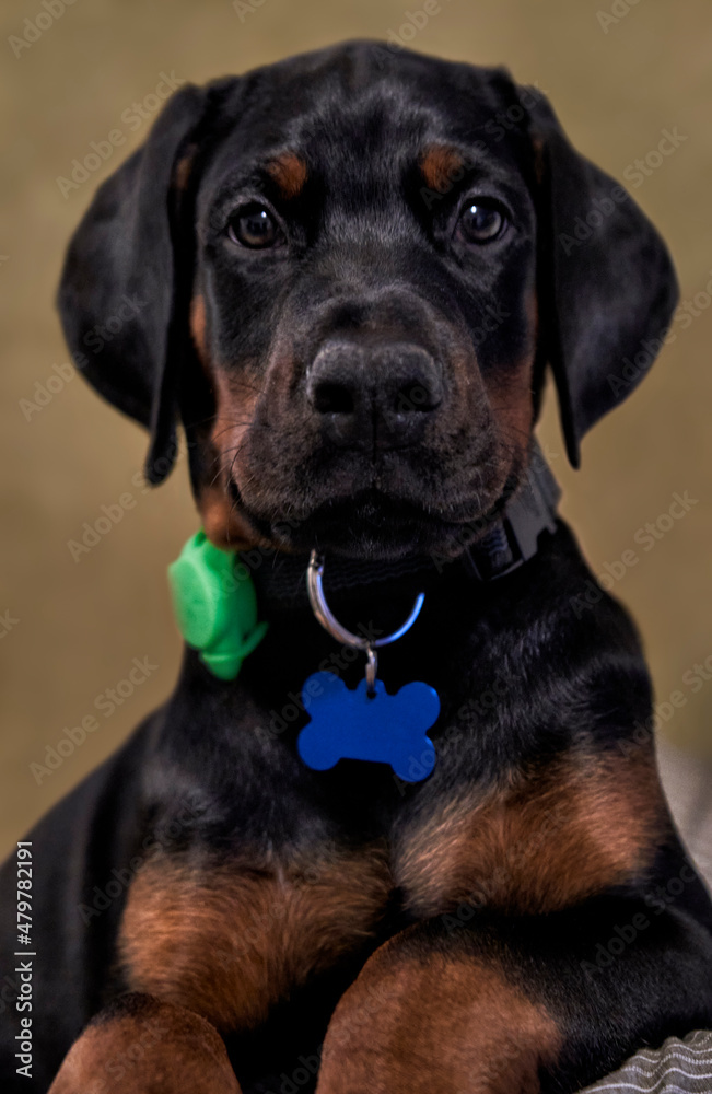 Obraz premium Doberman Puppy