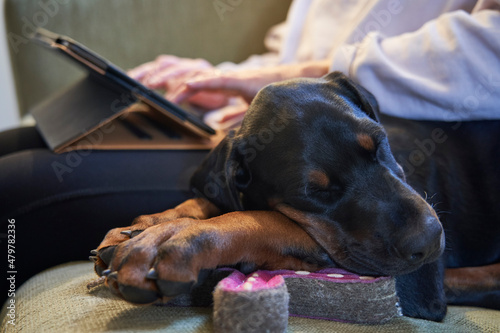 Checking online for pet insurance