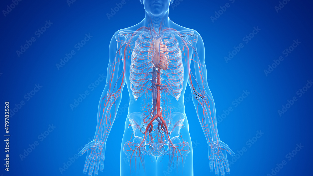 3d rendered medically accurate illustration of the male vascular system - obrazy, fototapety, plakaty 