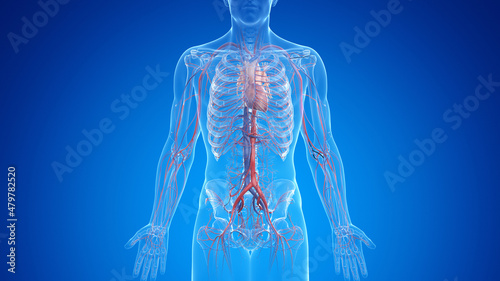 Foto 3d rendered medically accurate illustration of the male vascular system