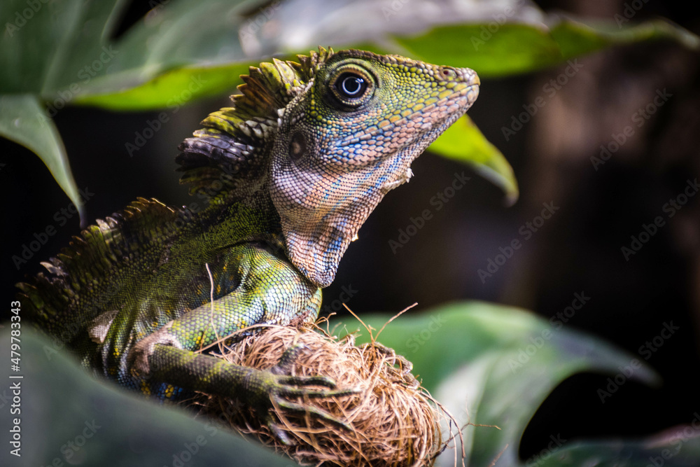 Obraz premium lizard on a tree