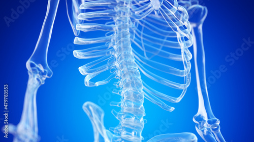 3d rendered illustration of the lower spine