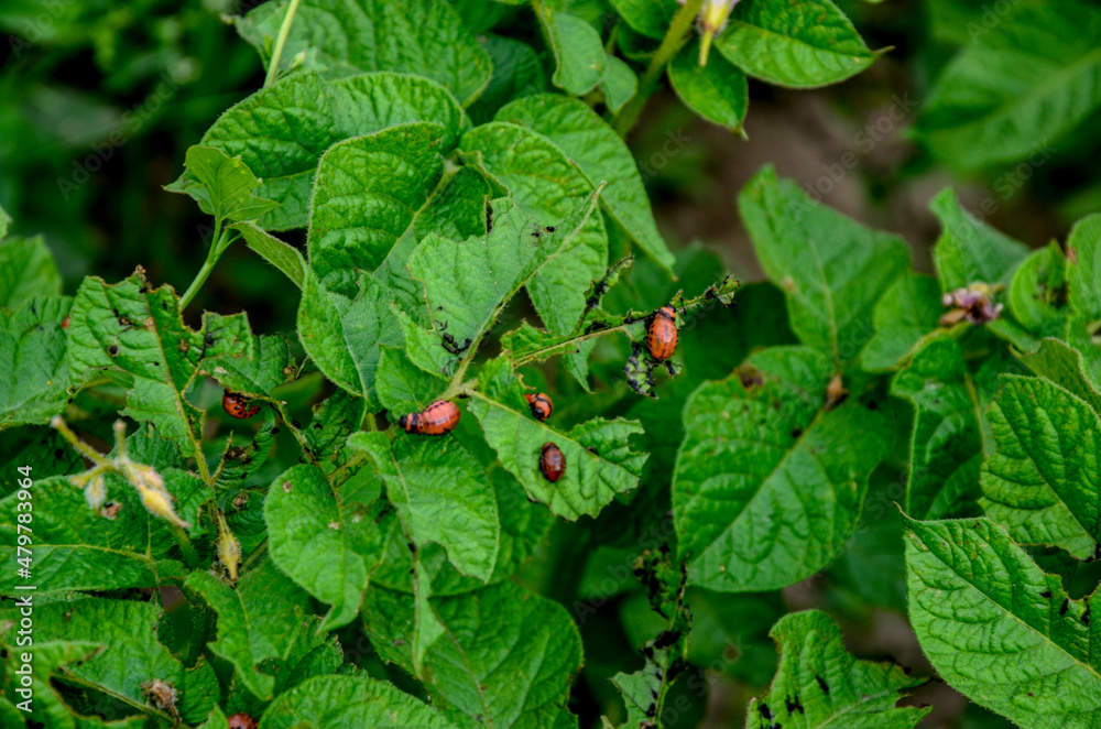 Colorado potato beetle larvae eat potatoes, fighting the Colorado potato beetle Colorado potato beetle larvae eat potatoes, fighting the Colorado potato beetle