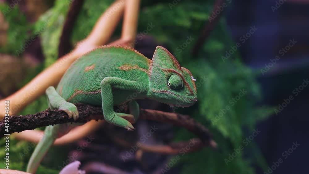 Green chameleon on branch. Tropical reptile looks in different directions. Movement of lizard's eye by 180 degrees. Green chameleon on branch. Tropical reptile looks in different directions. Movement of lizard's eye by 180 degrees.