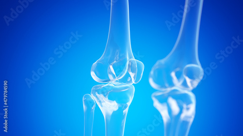 3d rendered illustration of the skeletal knee joints