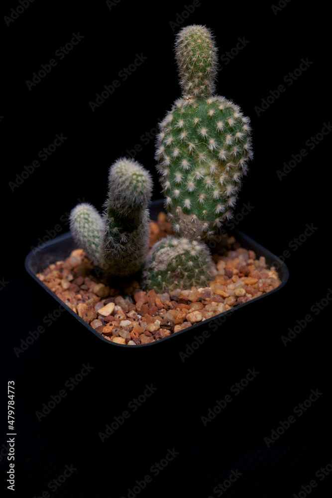 Fototapeta premium Little Tropical cactus green close up. side view.