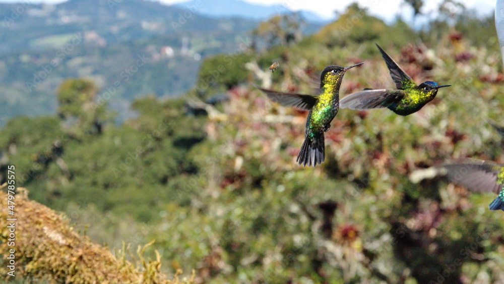 Fototapeta premium Fiery-throated hummingbirds (Panterpe insignis) in flight at Paraiso Quetzal lodge outside of San Jose, Costa Rica