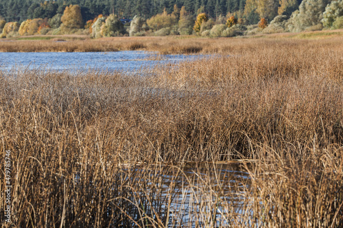 Lake view with seagrass and forest in background.