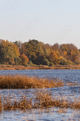 River landscape view with trees and sea grass in autumn colors.