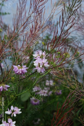 Pink flowers of hare clover blooming among herbs