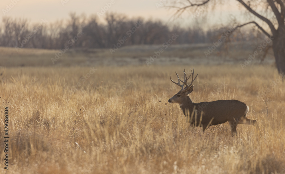 Mule Deer Buck in Colorado in Autumn Mule Deer Buck in Colorado in Autumn