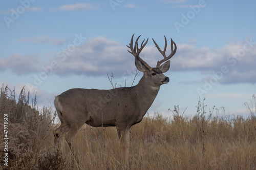 Mule Deer Buck in Colorado in Autumn