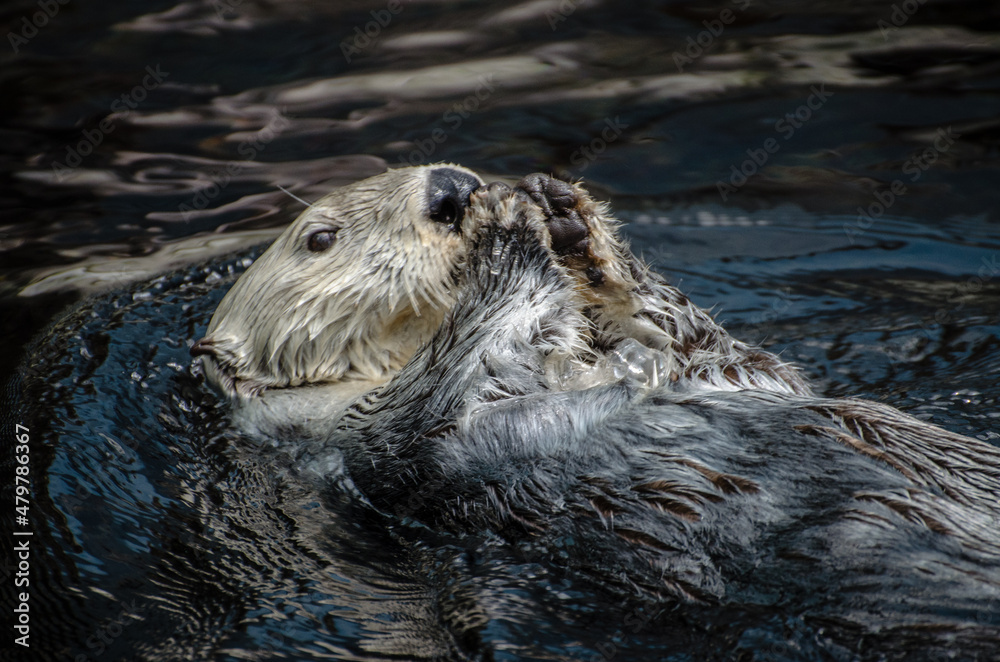 Brown otter swimming in backstroke fashion eating a snack Brown otter swimming in backstroke fashion eating a snack