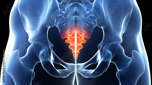 3d rendered illustration of a painful coccyx photo
