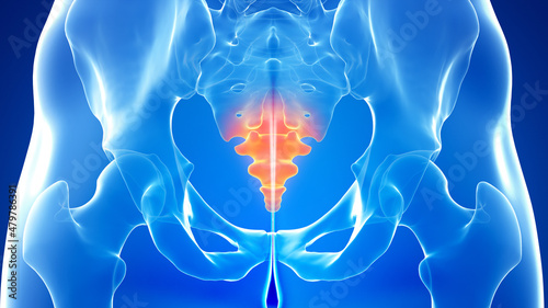 3d rendered illustration of a painful coccyx photo