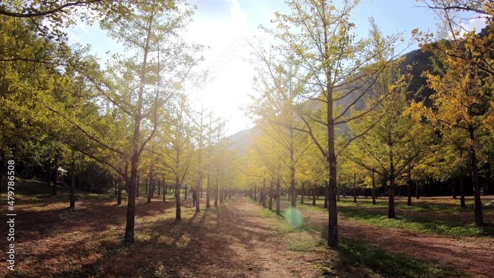 Tourist walking in the Ginkgo Biloba tree forest on autumn at Hongcheon, South Korea Tourist walking in the Ginkgo Biloba tree forest on autumn at Hongcheon, South Korea